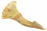 Bargain, Fossil Sawfish (Onchopristis) Rostral Barb - Morocco #356465-1